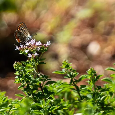 Βίλα Trullo Dell'oleandro - Le Corti Del Silenzio Ceglie Messapica