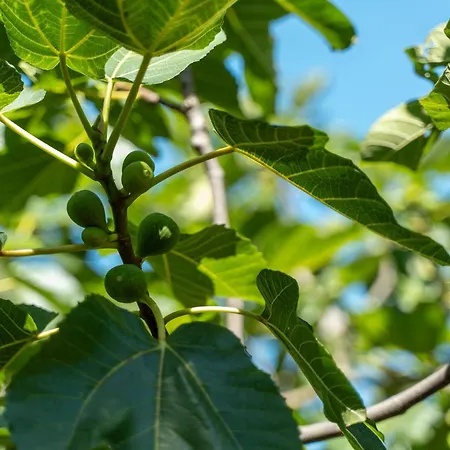 Trullo Dell'oleandro - Le Corti Del Silenzio * Ceglie Messapica