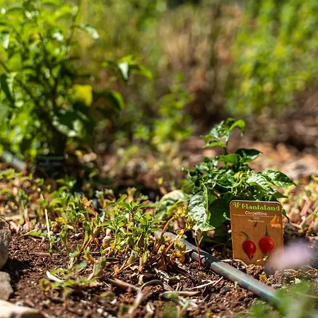 Trullo Dell'oleandro - Le Corti Del Silenzio Βίλα