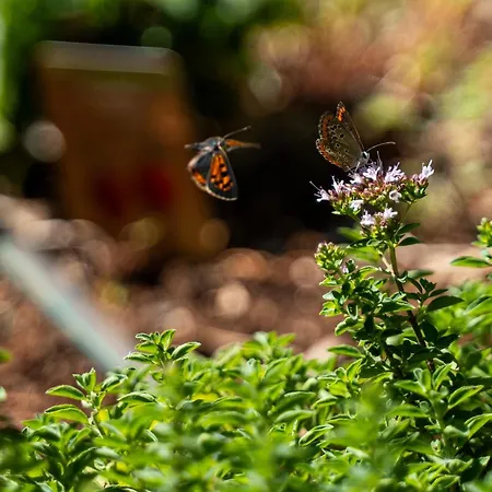 Βίλα Trullo Dell'oleandro - Le Corti Del Silenzio