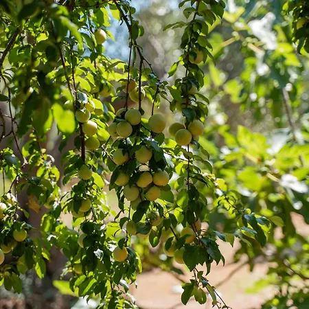 Trullo Dell'oleandro - Le Corti Del Silenzio Βίλα Ceglie Messapica