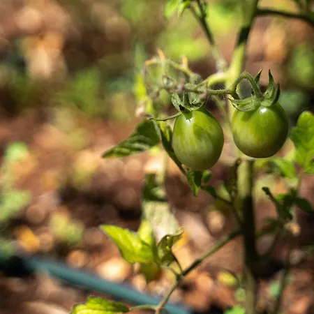 Trullo Dell'oleandro - Le Corti Del Silenzio * Ceglie Messapica